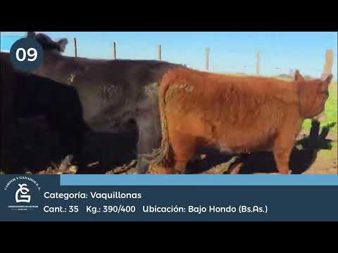 Lote VQ CONSUMO / UE HILTON - Bahia Blanca Bs As