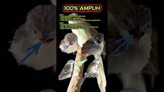 Download lagu ciri ciri cigun jantan dan betina 100% akurat #cigun #ciblek #ciblekgunung mp3 Download lagu ciri ciri cigun jantan dan betina 100% akurat #cigun #ciblek #ciblekgunung mp3