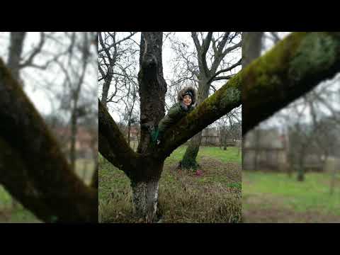 Curtea, Timis. Începuturi