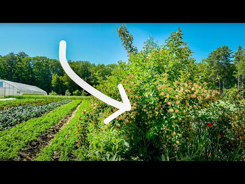 Lessons from Planting Hedgerows at Frith Farm