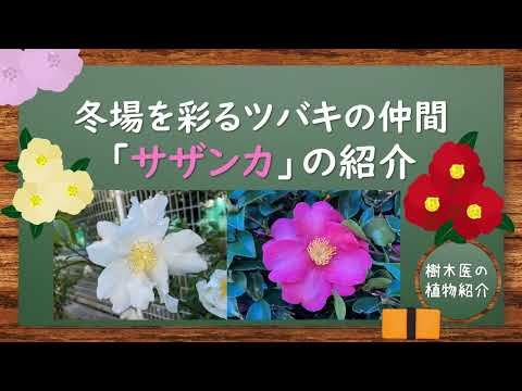 南アフリカのお茶栽培