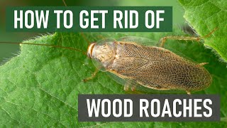 How to Get Rid of Wood Roaches (4 Easy Steps)
