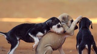 15 Day 🦮தராமன கன்னி நாய் குட்டி கோயம்புத்தூர்🔥|Top quality kanni dog puppy Coimbatore |