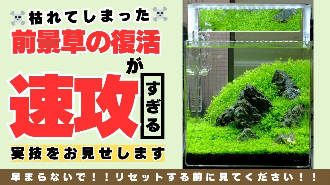 速攻で効く！「枯れた前景草復活の復活方法」水草水槽、水草レイアウト、ADA、アクアリウム、小型水槽、初心者、育て方、作り方、立ち上げ方、ネイチャーアクアリウム、ニューラージパールグラス、草原レイアウト
