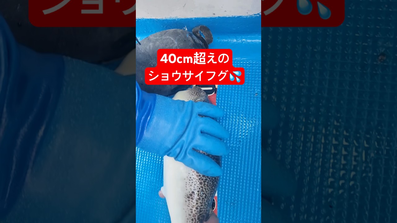 40cm超えのショウサイフグが釣れました💦 #shorts #short