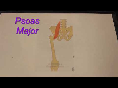 Iliacus, Psoas Major & Sartorius Muscles