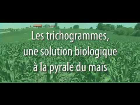 comment traiter biologiquement les pucerons