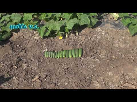 Krastavac (kornišon) Potenziale F1