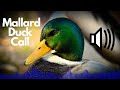 Mallard Duck Call Sound Effects Quack No Copyright
