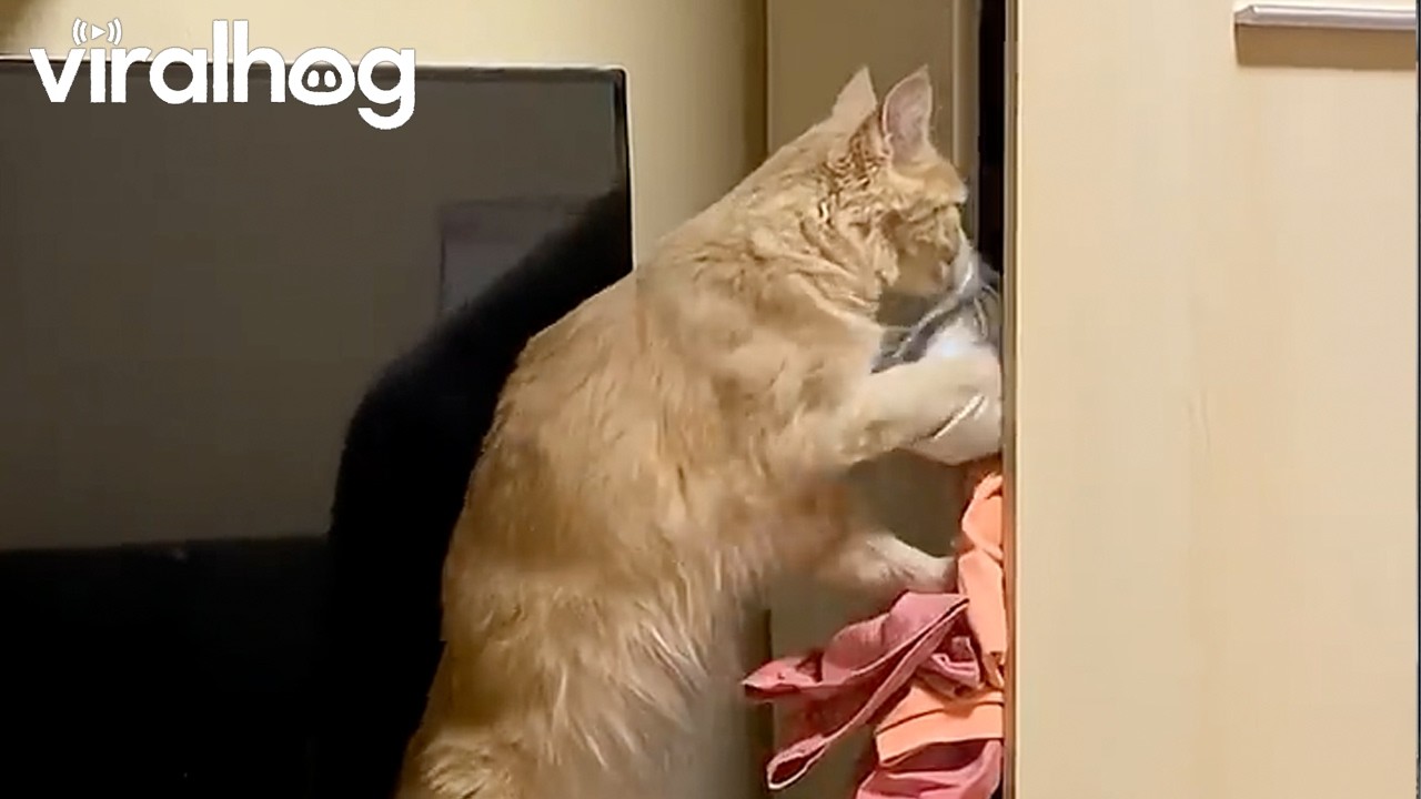 Cat Nonchalantly Empties Closet || ViralHog