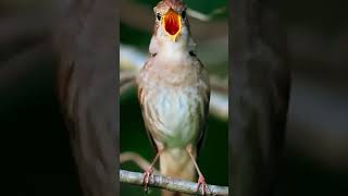Download lagu MASTERAN MANTAB BURUNG SIKATAN LONDO #birds #shorts #sikatanlondo #nightingale mp3 Download lagu MASTERAN MANTAB BURUNG SIKATAN LONDO #birds #shorts #sikatanlondo #nightingale mp3
