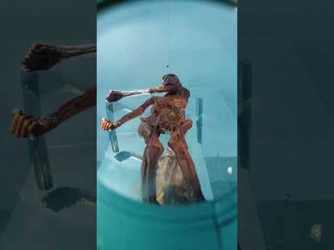 Studie rekonstruiert: So sah Ötzi zu Lebzeiten aus