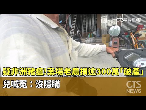 疑非洲豬瘟！案場老農損逾300萬「破產」　兒喊冤：沒隱瞞