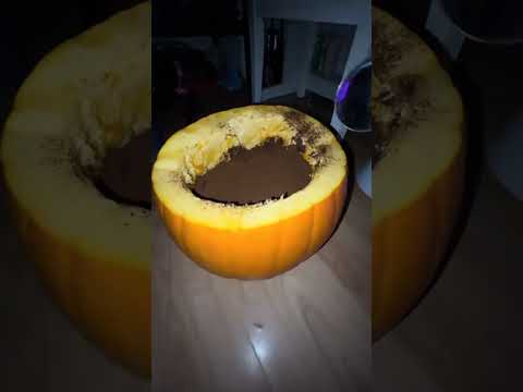 Anzeige. Hauptsache Lester geht es gut #embo #tiramisu #schwarzkümmelöl