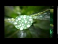 Любка Рондова - Цвеке цофтеше 