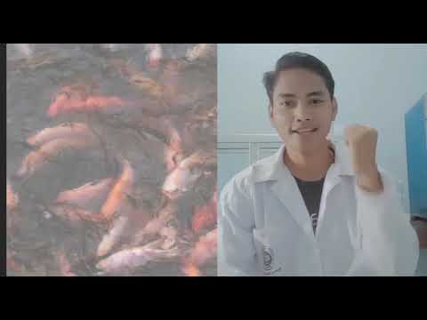 Profil Departemen Budidaya Perairan