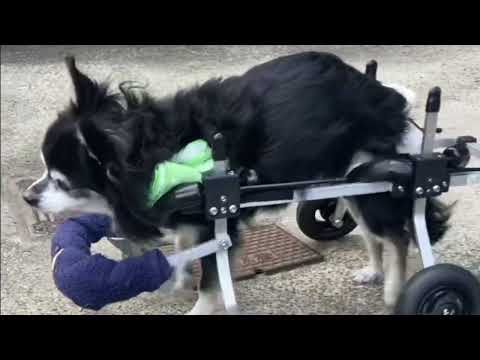 4輪の犬用車椅子で楽しむ20歳のチワワ ベルちゃん【シニア犬実例】