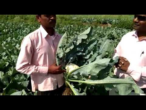 Sprint GR by prism Crop science Pvt ltd