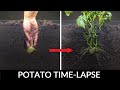 Potato Growing Underground Time Lapse - 92 Days