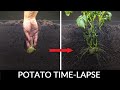 Potato Growing Underground Time Lapse 92 Days