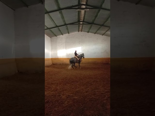 Ruin PRE Puur Ras Spaans Te koop 2021 Schimmel ,  ROMERO DE TRUJILLO