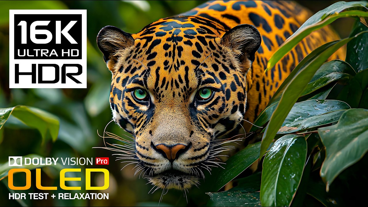 Unbelievable Wild Animals and Nature Video | Dolby Vision OLED HDR Test (8K/4K Video Ultra HD)