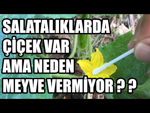 , title : 'Salatalık Neden Meyve Vermez, Bol Bol Salatalık Toplamak İçin Yapılması Gerekenler.'