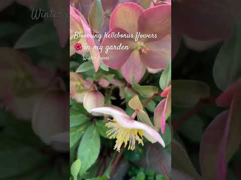 #helleborusflower #boomingwinterflowers
