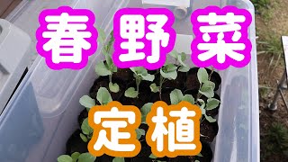 スティックセニョールとキャベツの苗をマルチを貼った畑に定植してみた　キャベツの植え方　ブロッコリーの植え方　株間は広い方がいい！？