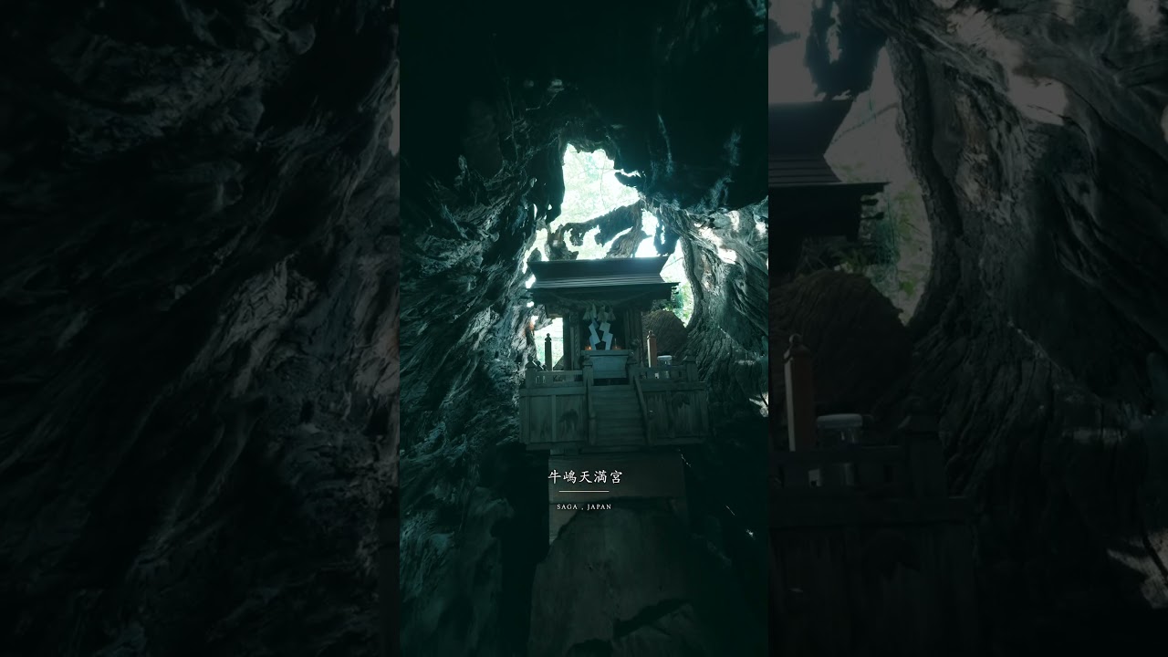 まるでトトロの世界です…！🌱