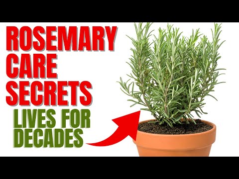 How To Grow A Rosemary Plant For Decades | 12 Secrets To Success