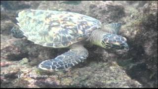 preview picture of video 'Aventura Científica: Arrecife de Isla Verde (1/3)'