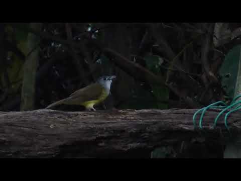 Bulbul zlatý (Alophoixus phaeocephalus) — správanie, biotop a hlas