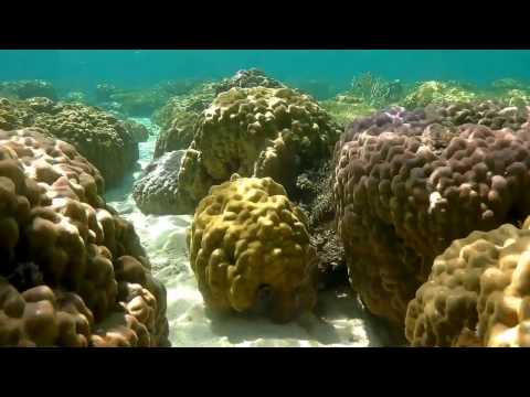 Music P, Garry Ocean - Near Me (Palawan Remix)