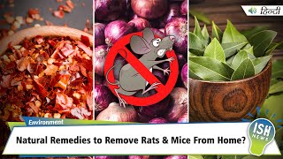 Natural Remedies to Remove Rats & Mice From Home? | ISH News