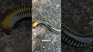 Millipede? Big Fat Lie, Bro! 😂" ✅credit: mangndi13@tiktok, shireenmedina1@tiktok