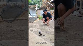 Download lagu HOW TO CATCH BIRDS USING A NET mp3 Download lagu HOW TO CATCH BIRDS USING A NET mp3