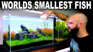 FULL AQUARIUM BUILD for Worlds Smallest Fish!