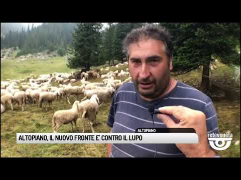 TG BASSANO (06/08/2019) - ALTOPIANO, IL NUOVO FRONTE E' CONTRO IL LUPO