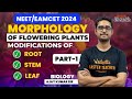 Morphology of Flowering Plants | Part-1 | EAMCET/NEET 2024 | Ajay sir | Vedantu Telugu