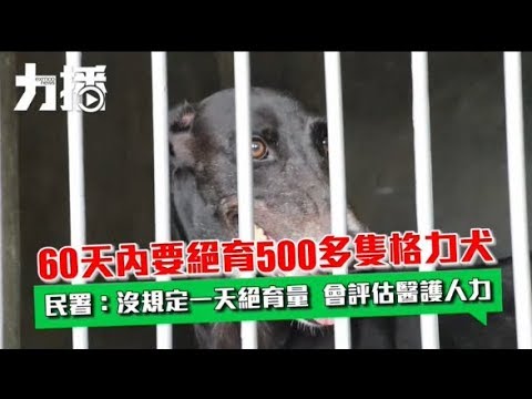 民署：自接管後狗隻健康有改善