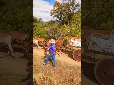 Carro de Boi matendo a tradição em Itapuranga, interior de Goiás.  Puxando cana para fazer rapadura.