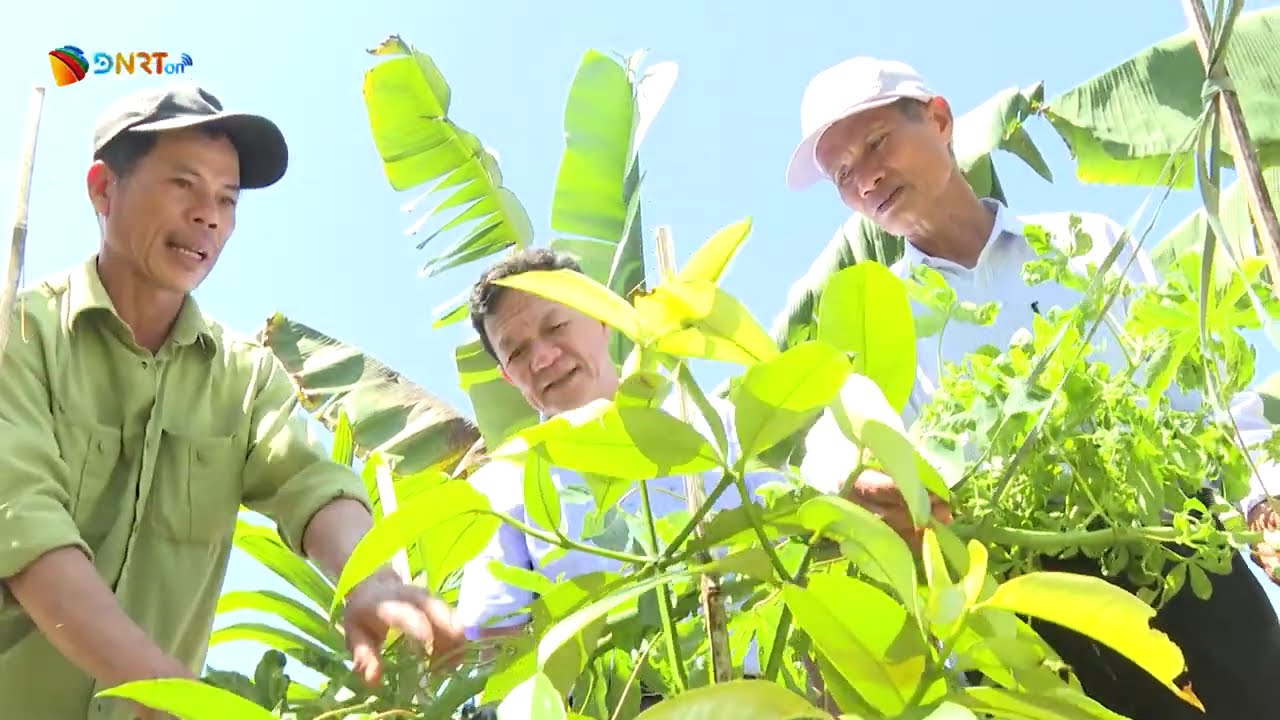 MÔ HÌNH TRỒNG CÂY ĂN QUẢ KẾT HỢP VỚI DU LỊCH TRẢI NGHIỆM