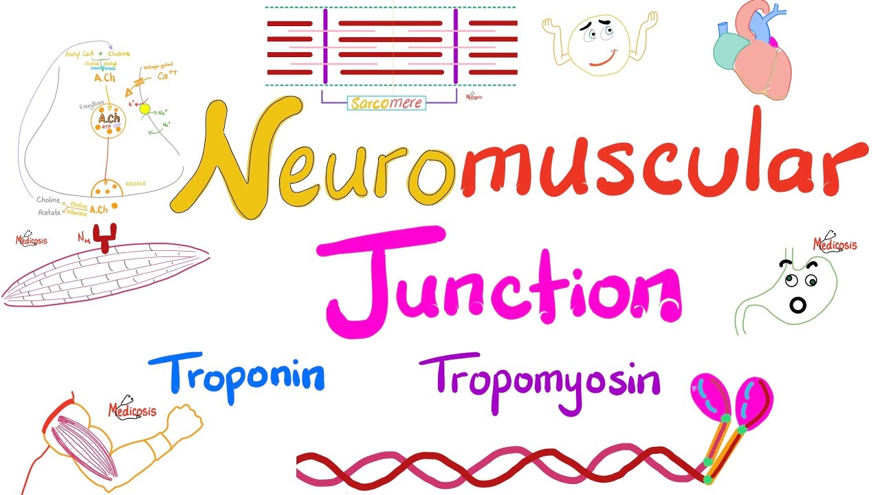 Troponin, Tropomyosin, T-Tubules, Sarcoplasmic Reticulum, and the Neuromuscular junction (NMJ)