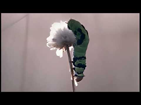 Chris Cunningham - Telecom Ad ft. Leonardo DiCaprio