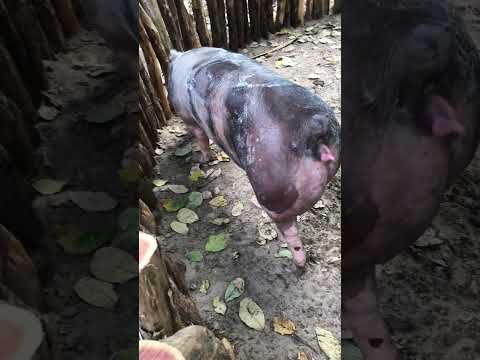 Granja gf suinos em Itapipoca Ce a máquina da suinocultura do nordeste 🚀🚀🚀🚀🚀