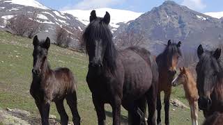 Хищничество