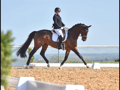 Fürst William *2015 Fürst Wilhelm x Weltmeyer DRESSAGE