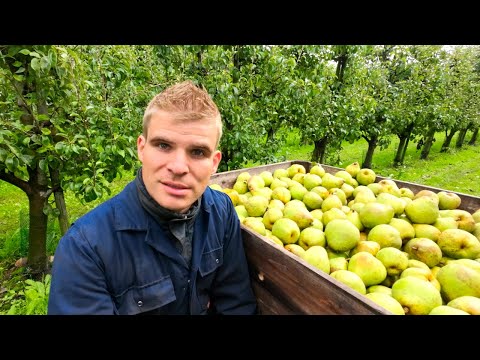Harvesting Doyenne de Comice Pears 2022 Netherlands