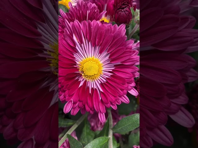 Стандарт поставки видео №1 Хризантема Рубиновая Мельница